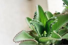 Image result for Kalanchoe pinnata