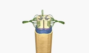 Jest odpowiedzialny za otrzymywanie i przetwarzanie (w. Rdzen Kregowy Czesc Osrodkowego Ukladu Nerwowego Poradnikzdrowie Pl