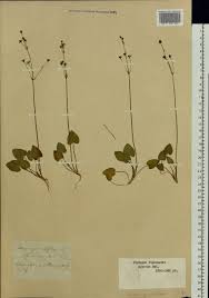 Image result for Caldesia parnassifolia