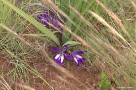 Image result for Babiana bainesii