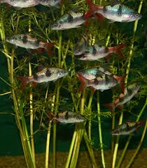 Very Nice Grouping Want To Know What They Are Click On The Picture And Ask All Questions Are Answered Tropical Fish Tropical Fish Aquarium Aquarium Fish