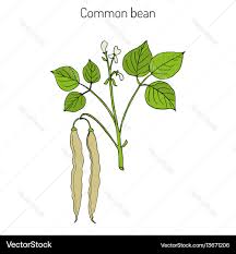 Image result for Phaseolus vulgaris