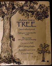 Advice From A Tree Share Inspire Quotes Inspiring Quotes Love Quotes Funny Quotes Quotes About Life Tree Quotes Nature Quotes Inspirational Quotes