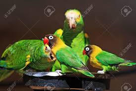 They are native to northeast tanzania and have been introduced to burundi and kenya. Yellow Collared Lovebird Gran Canaria Spain Stock Photo Picture And Royalty Free Image Image 17516445