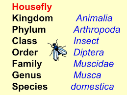 The Science Of Naming And Classifying Organisms Ppt Download