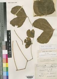 Image result for Decorsea schlechteri