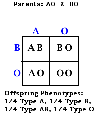 Multiple allele and punnett squares handout made by the amoeba sisters. Unit 3 Genetics Mrsparra Lifescience Frostms