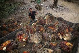 There are many who will be happy to oblige. Difficulty In Approaching Smallholders Land Title Issues Biggest Challenges For Mspo Money Malay Mail
