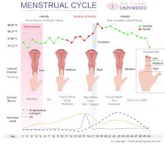 Image result for cervix position