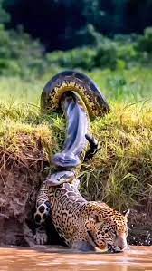 Python tried to swallow a Jaguar 😱 _ _ _ _ _ _ _ _ #python #jaguar  #pythonvsjaguar #pythonbite #wildanimal #wildanimalphotos #wildatlanticway  #wildlifephotos #discovery #discoverearth #krugernationalpark #kruger #net  #netgewildlife #discovery ...