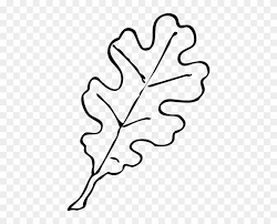 How to draw an oak tree. Oak Leaf Outline Clip Art Oak Tree Leaf Drawing Free Transparent Png Clipart Images Download