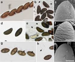 Image result for Hypoxylon multiforme