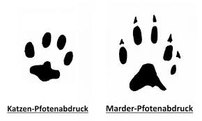 Die kleinen nager folgen dem menschen gerne bis in die behausungen. Marder Im Garten Erkennen Vertreiben