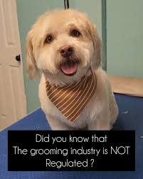Are there any grooming facilities that offer apprenticeships or just  learning opportunities to teach?? I've always wanted to learn to groom but  I really don't know where to start. I've worked with