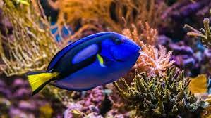 Maybe you would like to learn more about one of these? 5 Pilihan Ikan Hias Air Laut Yang Mudah Dipelihara