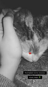 Nazar Incili Adli Kullanicinin 07 05 Panosundaki Pin 2020 Komik Kedi Resimleri Hayvan Haklari Komik Hayvan Fotograflari
