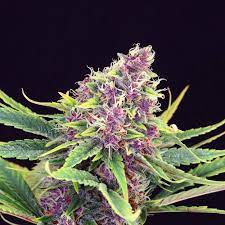 Purple Kush Feminized Marijuana Seeds Pacific Seed Bank