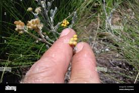 Image result for Helichrysum aureo-nitens