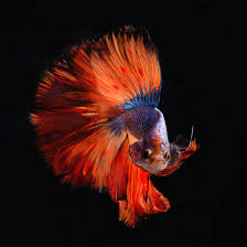 Double tail bettas, also called twin tails, have very large anal, dorsal and tail fins, though the tail fin appears to consist of two separate fins, hence their name. The 10 Most Beautiful Types Of Betta Fish