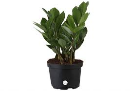 Yes, the zz plant is mildly poisonous to cats, dogs and humans if directly ingested. Is Zz Plant Toxic To Cats Or Safe Pet Care Advisors