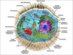 Complexity Of Animal Cell Animal Cell Animal Cell Structure Cell Biology