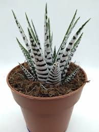 Image result for Habenaria attenuata