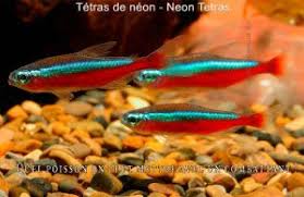 Quelle Race De Poissons Mettre Avec Un Combattant Aniimoo