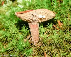 Image result for Lactarius mutabilis