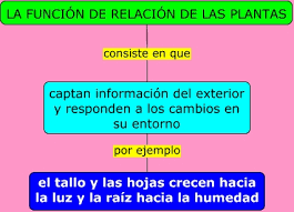 Resultado de imagen de función de relacion en las plantas
