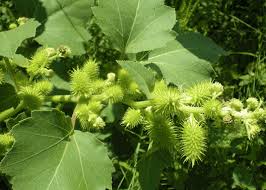 Ké đầu ngựa có tác dụng trị bệnh gì? | Vinmec