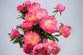 The flower market perth, perth, australia. Wholesale Flower Market Flowers Wa Perth West Leederville
