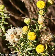 Image result for Pentzia