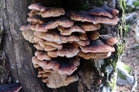 Image result for Ischnoderma resinosum