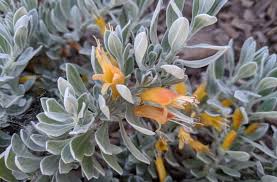 Image result for Geophila erythrocarpa