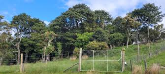 Pōrangahaus Birch Hill Station: Amys Forest protected by QEII covenant  and fencing - NZ Herald