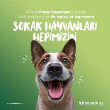 Sokak Hayvanlari Hepimizin 2020 Hayvan Hayvan Haklari Evcil Hayvanlar