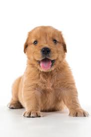 Keep calm and have fun. Cute Golden Retriever Puppy Isolate On White Background Goldenretriever Golden Retriever Retriever Puppy Golden Retriever Puppy