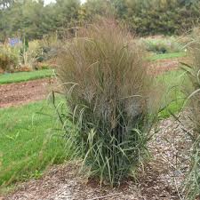 Image result for Panicum pilgeri