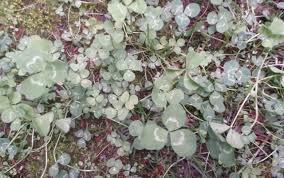 Image result for Trifolium wentzelianum