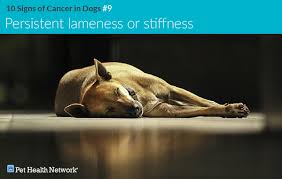 Weakness and fatigue due to shortage of red blood cells (anemia) bleeding and bruising due to low blood platelets. 10 Signs Of Cancer In Dogs