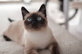‪Top 10 Cat Breeds | PetPost‬‏