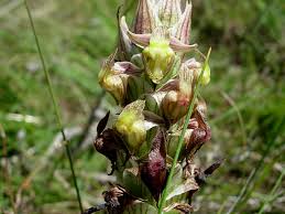 Image result for Corycium dracomontanum