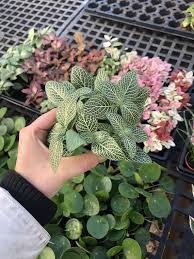 Its large flowers last only a few days, but it typically stays in bloom from spring to fall, and it lives for several. 12 Best Low Light Plants Low Light Indoor And Outdoor Houseplants