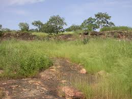 Image result for Enteropogon prieurii