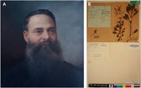 Image result for Macledium poggei