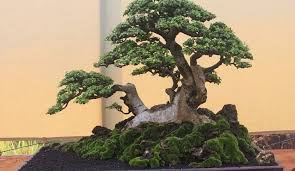 Jual Pohon Bonsai Berbagai Jenis Agro Bibit Tanaman