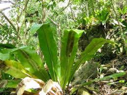 Image result for Polyphlebium borbonicum