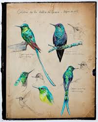 Colibris A La Vallee De Cocora Colombie Bird Drawings Bird Art Book Page Art