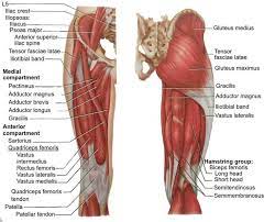 Image Result For Hamstring Adductors Leg Muscles Anatomy Body Muscle Anatomy Hip Muscles