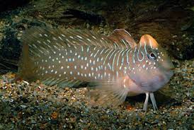 Image result for Bergia salaria